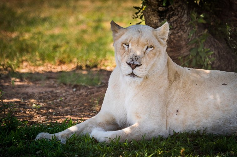 003 Zuid-Afrika, Ukutula Game Reserve, witte leeuw.jpg